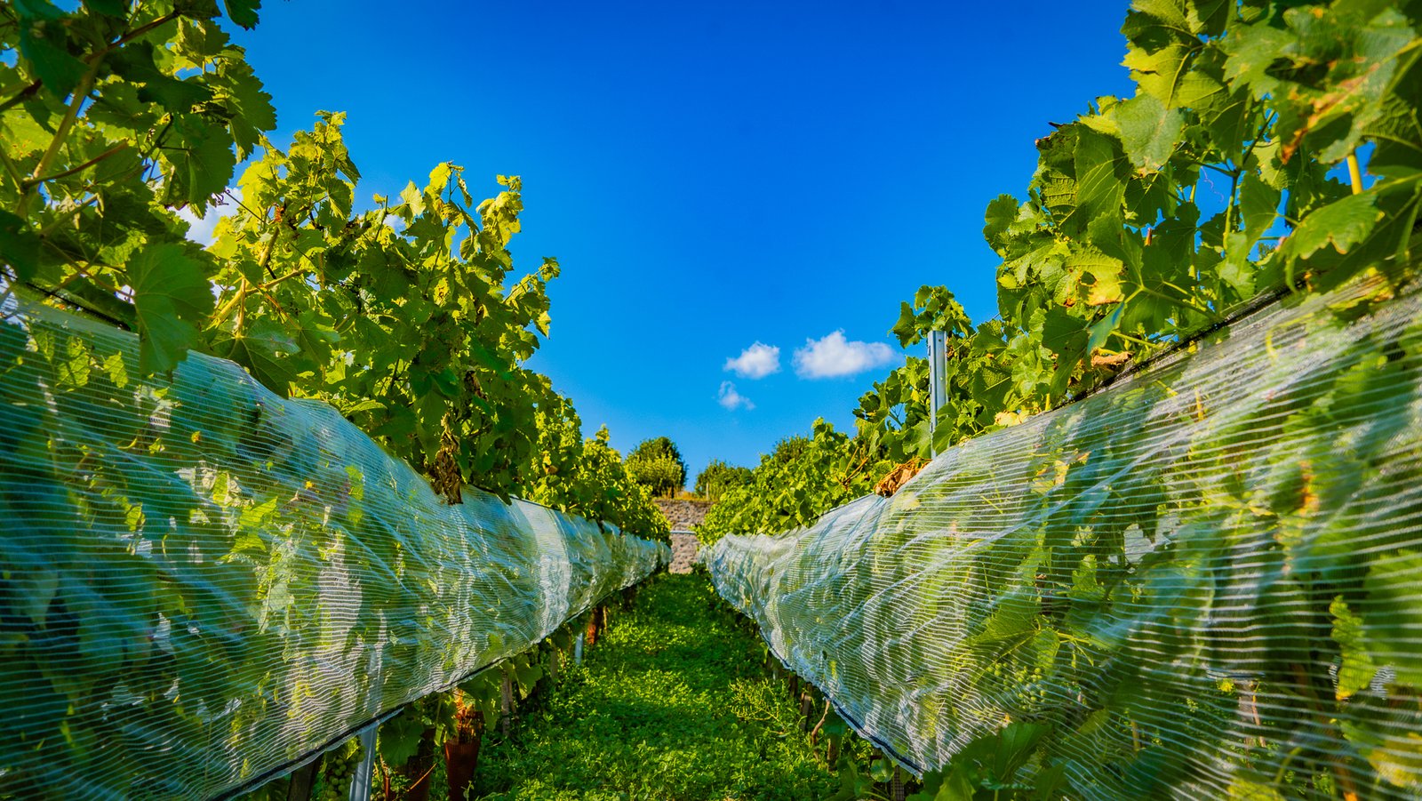 Les cépages
